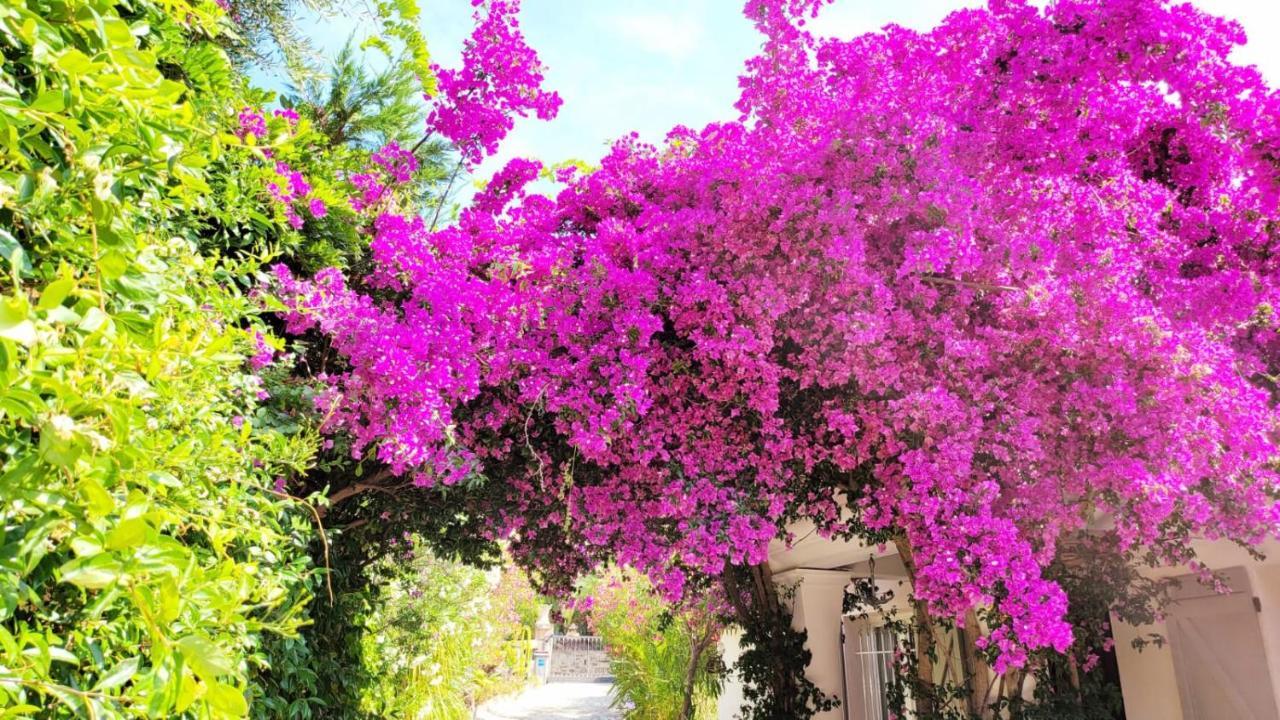 Villa Provencale A Sainte Maxime, Golf De Saint Tropez ภายนอก รูปภาพ