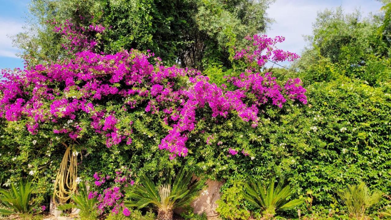 Villa Provencale A Sainte Maxime, Golf De Saint Tropez ภายนอก รูปภาพ